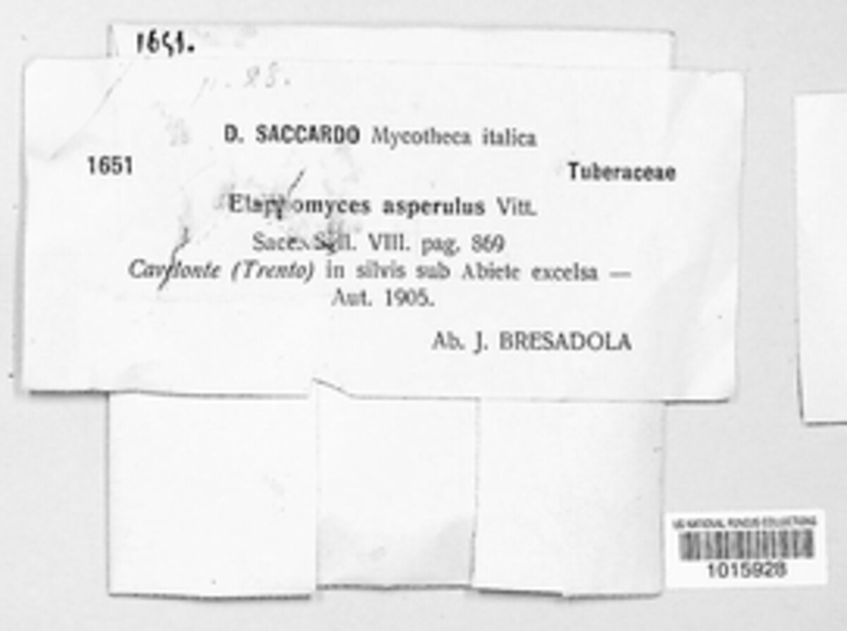 Elaphomyces asperulus image